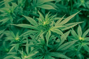 Marijuana 